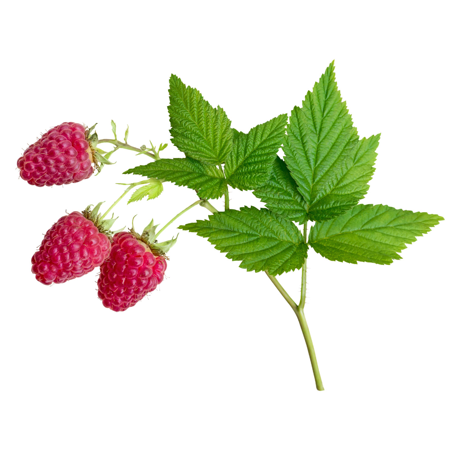 framboise